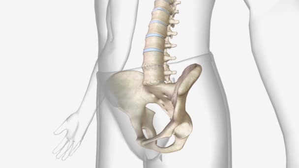 脊椎の関節や靭帯に炎症を引き起こす関節炎の一種です — ストック動画