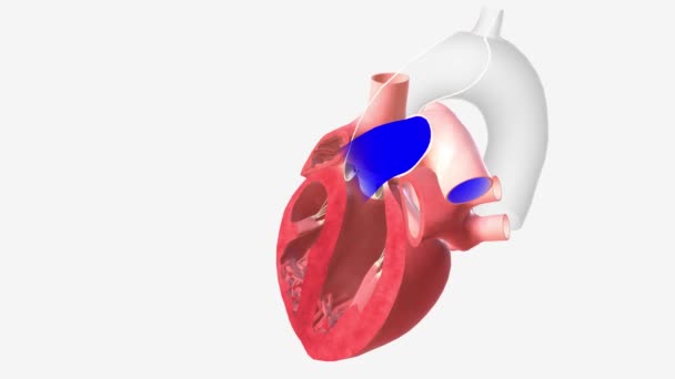 Darah Miskin Oksigen Dari Tubuh Memasuki Hati Anda Melalui Dua — Stok Video