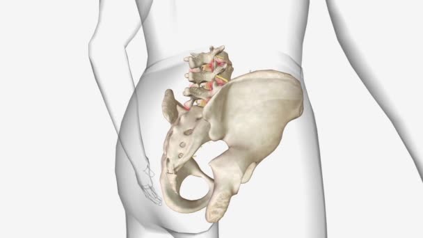 退行性脊柱炎 是一种由于脊柱退变而导致一个椎体滑过下部的疾病 — 图库视频影像