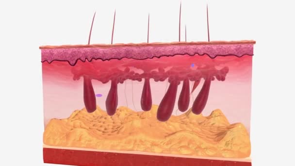Una Terminación Nerviosa Libre Una Dendrita Encapsulada Una Neurona Sensorial — Vídeo de stock