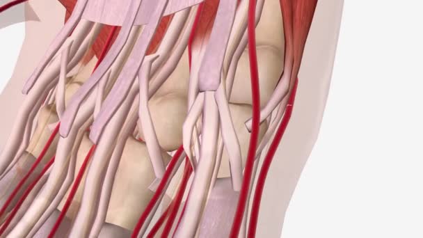 Dupuytren Sözleşme Normal Anatomi Sarmalı — Stok video