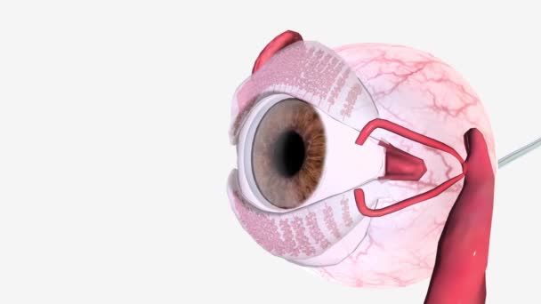 Göz Optik Olarak Berrak Mizahı Lens Vitreöz Gövdeyi Çevreleyen Kaplamadan — Stok video