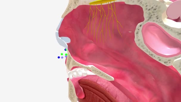 Обонятельная Система Полости Носа Медицинский — стоковое видео