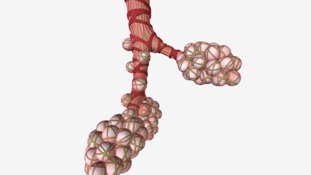 Alveoli Anatomia Oskrzeli Oddechowych Medycyny — Wideo stockowe