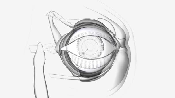 结膜是一种保护眼睛的薄而清晰的膜 — 图库视频影像