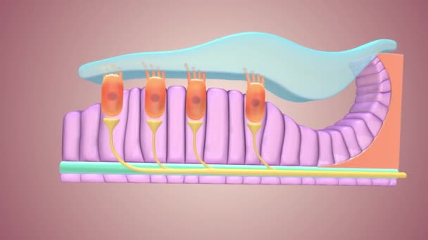 Les Cellules Ciliées Les Cellules Réceptrices Sensorielles Primaires Intérieur Oreille — Video