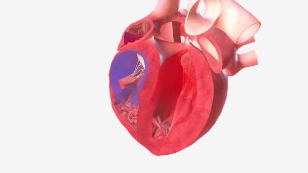 心房細動9月血流大規模な右静脈 — ストック動画