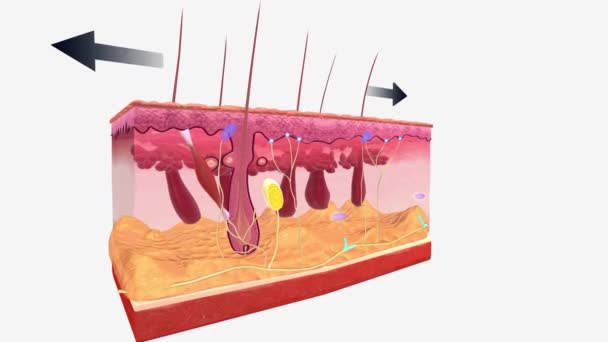 Los Extremos Ruffini Corpúsculos Encuentran Dermis Superficial Piel Peluda Glaborosa — Vídeos de Stock