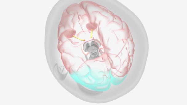 Οπτική Νευρίτιδα Μειωμένη Όραση Ιατρική — Αρχείο Βίντεο