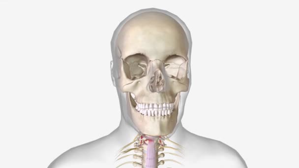 亜軸子宮頸椎骨折は 圧迫骨折 破裂骨折で構成される子宮頸椎損傷のサブセットです — ストック動画