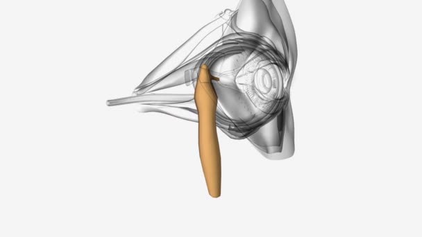 Око Анатомія Lacrimal Sac Медичний — стокове відео