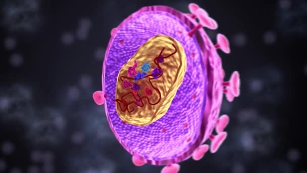 Wiriony Hiv Zawierają Dwie Kopie Jednożyłowego Genomu Rna Stożkowym Kapsidzie — Wideo stockowe