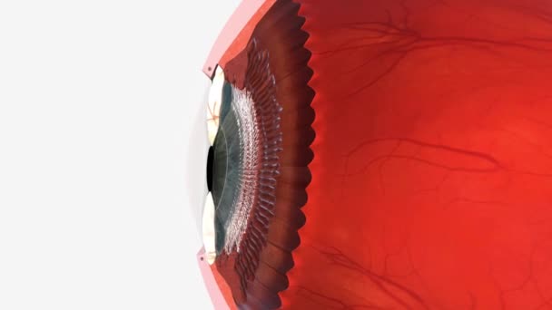 Cornée Est Partie Avant Transparente Œil Qui Recouvre Iris Pupille — Video