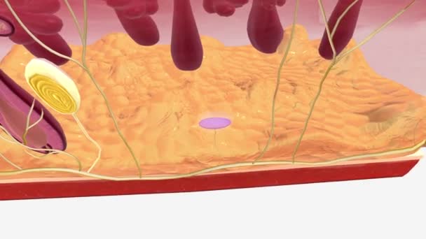 Los Extremos Ruffini Corpúsculos Encuentran Dermis Superficial Piel Peluda Glaborosa — Vídeos de Stock