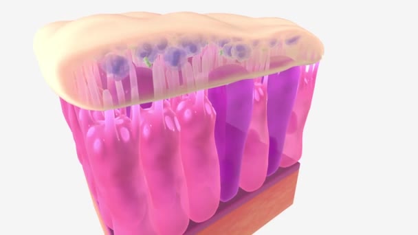 Damaged Cilia Can Job Sweeping Dirt Mucus Out Your Lungs — Stock Video
