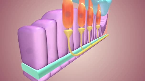 Les Cellules Ciliées Les Cellules Réceptrices Sensorielles Primaires Intérieur Oreille — Video