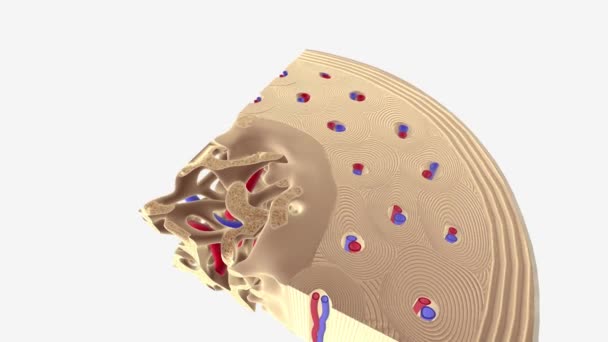 長骨3D医療の構成 — ストック動画
