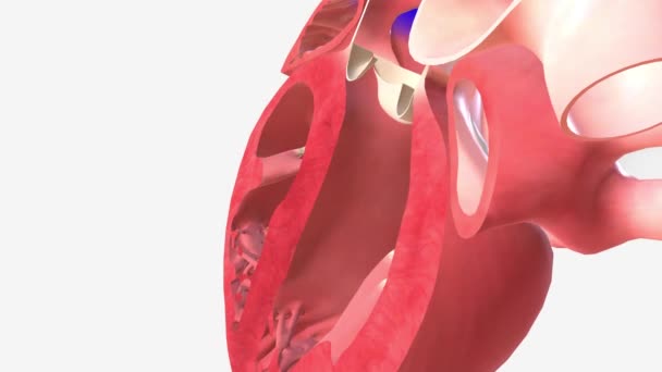 Sangue Desoxigenado Metade Inferior Corpo Entra Coração Veia Cava Inferior — Vídeo de Stock