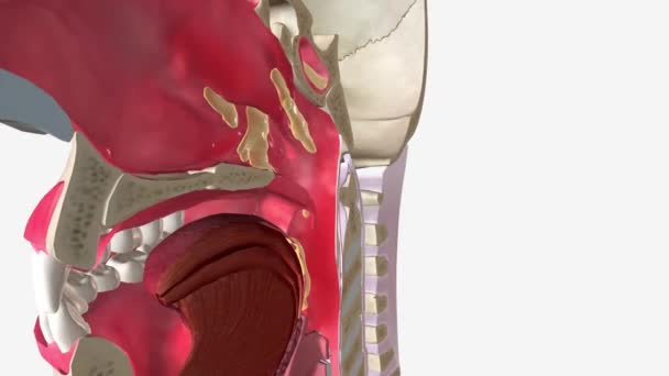 Верхня Дихальна Інфекція Впливає Верхню Частину Дихальної Системи Включаючи Пазухи — стокове відео