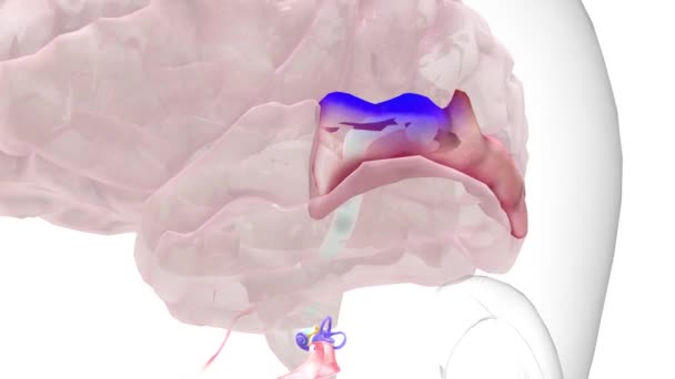 听觉通路初级听觉皮质 — 图库视频影像