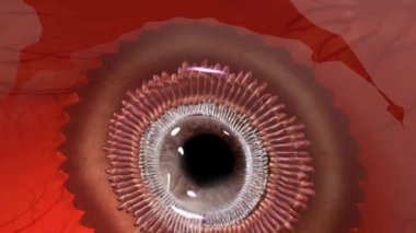 BlePharitis göz kapaklarını kırmızı, şişmiş, tahriş olmuş ve kaşındıran yaygın bir göz hastalığıdır. .
