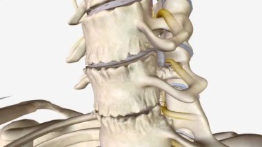 Kemik çıkıntıları, ya da osteofitler, eklemlerinizde ya da omurganızda oluşan kemikli büyümelerdir..