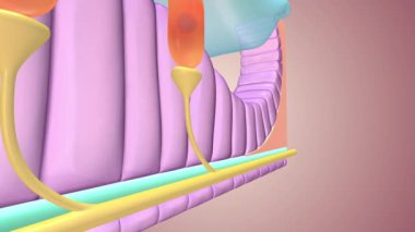 Saç Hücreleri Vestibulokoklear sinir 3D