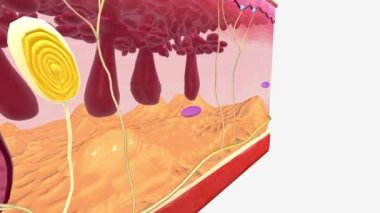 Ruffini Endings (veya Corpuscles) düşük frekanslı titreşim veya basınç kaydettikleri hem kıllı hem de göz alıcı cildin yüzeysel cildinde bulunur. .