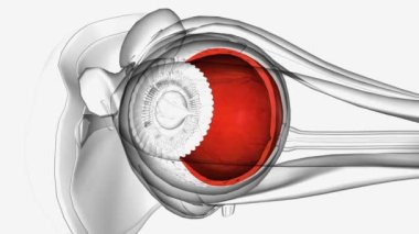 Retina milyonlarca ışığa duyarlı hücre (çubuklar ve koniler) ve görsel bilgi alan ve düzenleyen diğer sinir hücreleri içerir. .