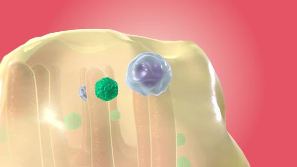 普通感冒免疫应答白血球 — 图库视频影像