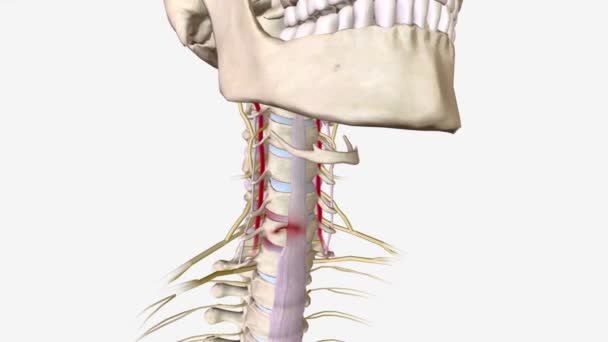 Subaxiale Halswirbelkörperfrakturen Sind Eine Untergruppe Von Verletzungen Der Halswirbelsäule Die — Stockvideo