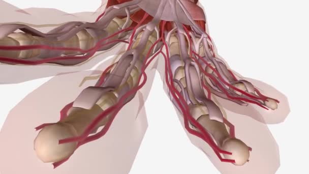 Dupuytren Folha Digital Lateral Anatomia Normal Contratura — Vídeo de Stock