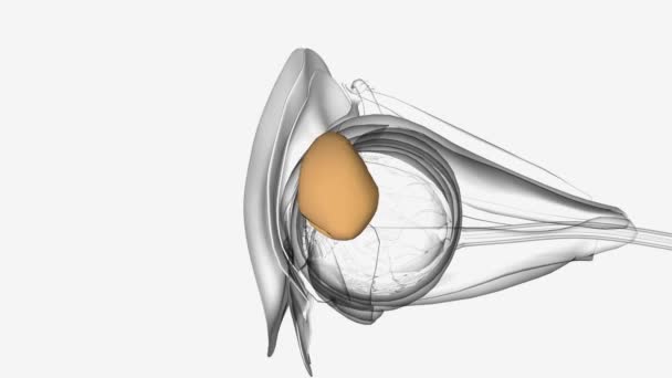 Анатомія Очей Лакрамальна Залоза Медична — стокове відео