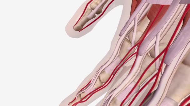 Dupuytren Contracture Normal Anatomy Pretendinous Band — Stock Video