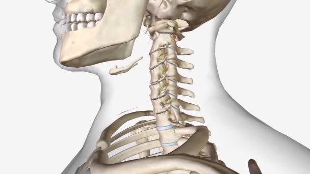 子宮頸部変性円盤疾患 3D医療 — ストック動画