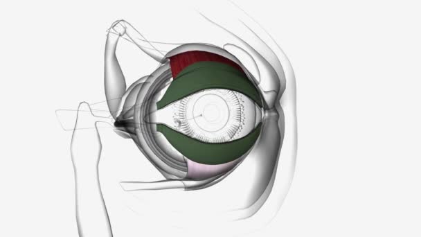 眼睑板是眼睑的主要结构构件 — 图库视频影像