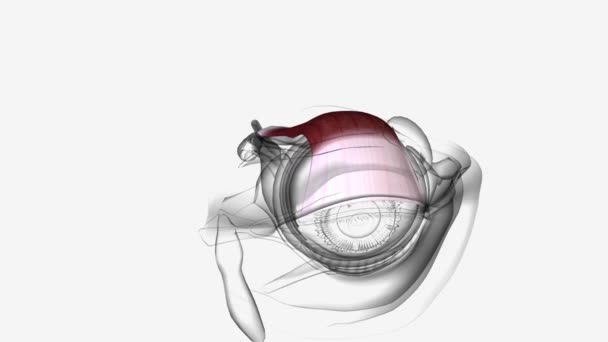 Λειτουργία Του Levator Palpebrae Muscle Είναι Αυξήσει Άνω Βλέφαρο Και — Αρχείο Βίντεο