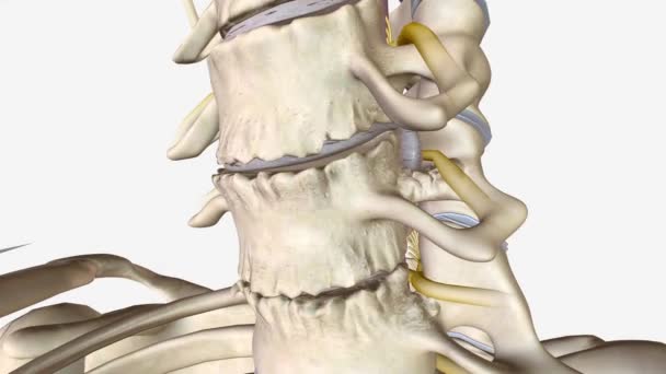 骨の捻挫や骨粗しょう症は 関節や背骨に形成される骨の成長です — ストック動画
