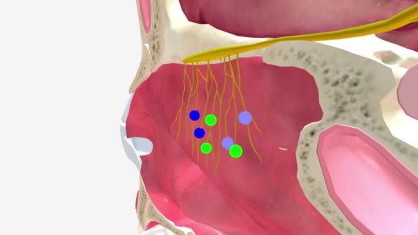 Das Olfaktorische Epithel Ist Teil Des Olfaktorischen Sinnessystems Dessen Rolle — Stockvideo