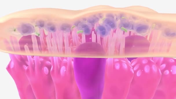 Cilia Deteriorată Poate Face Treaba Mătura Murdăria Mucusul Din Plămâni — Videoclip de stoc