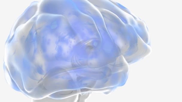 Epileptische Aanval Veroorzaakt Door Abnormale Elektrische Activiteit Hersenen — Stockvideo