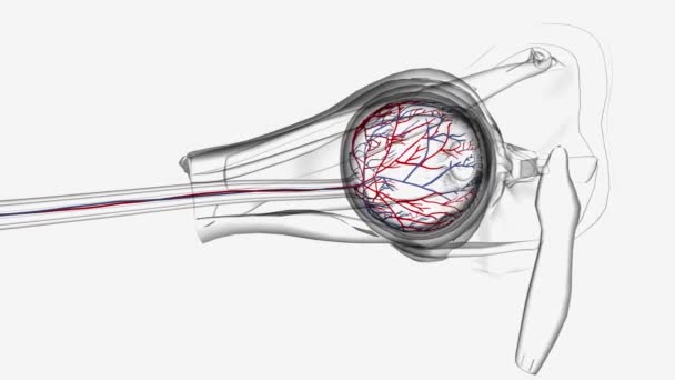 Eye Anatomy Blood Vessels Medical — Stock Video