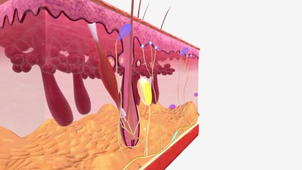 Una Terminación Nerviosa Libre Una Dendrita Encapsulada Una Neurona Sensorial — Vídeo de stock