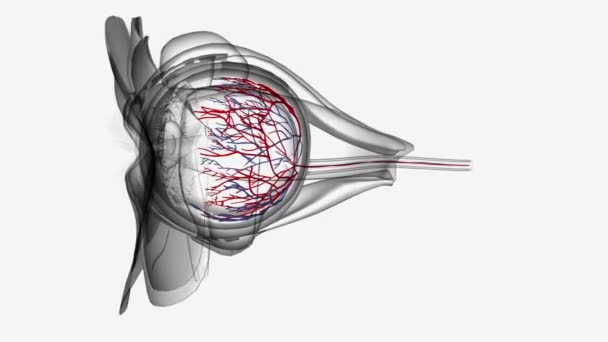 眼の解剖学血管 3D医療 — ストック動画
