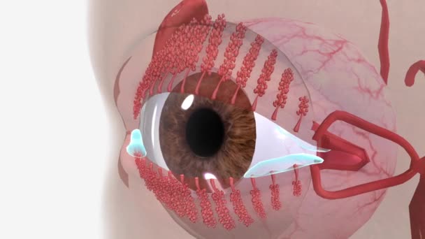Blefarite Uma Condição Ocular Comum Que Torna Pálpebras Vermelhas Inchadas — Vídeo de Stock