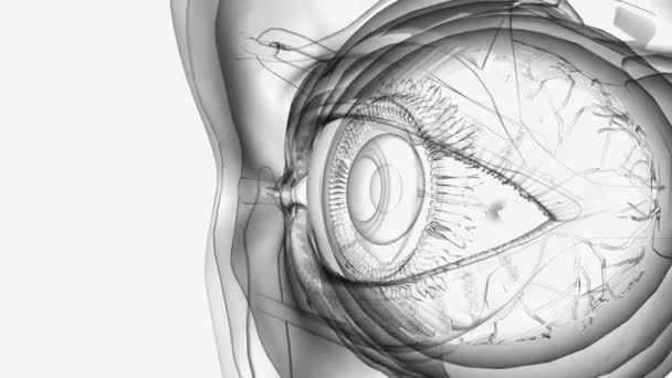 角膜是眼睛的透明部分 覆盖了眼睛的前部 — 图库视频影像