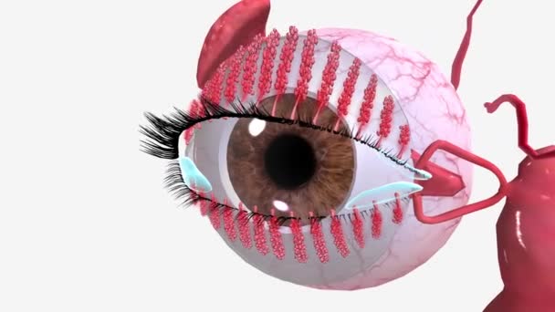 Blefarit Vanlig Ögonsjukdom Som Gör Dina Ögonlock Röda Svullna Irriterade — Stockvideo