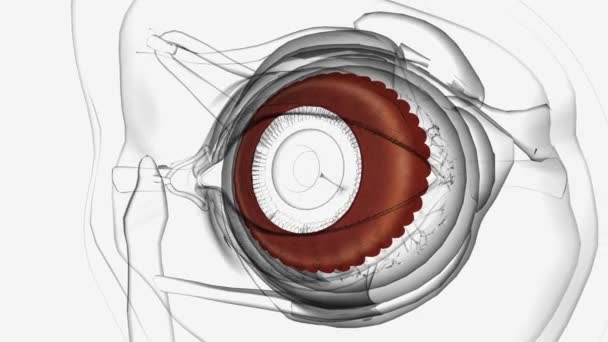 眼の内側のレンズの形に影響を与える繊毛筋 — ストック動画