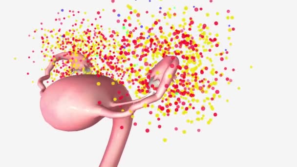Lh和Fsh刺激卵巢产生雌激素和黄体酮 — 图库视频影像
