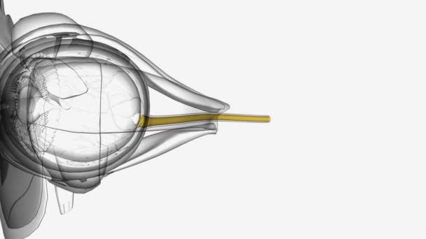 Gözünün Arkasındaki Sinirler Beynine Bağlanıyor Optik Sinir Beynine Işık Sinyalleri — Stok video